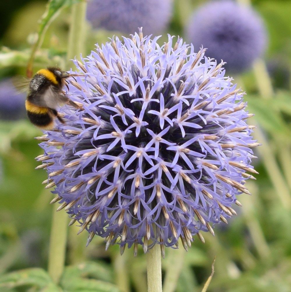 <i>Echinops bannaticus</i> 'Taplow Blue'