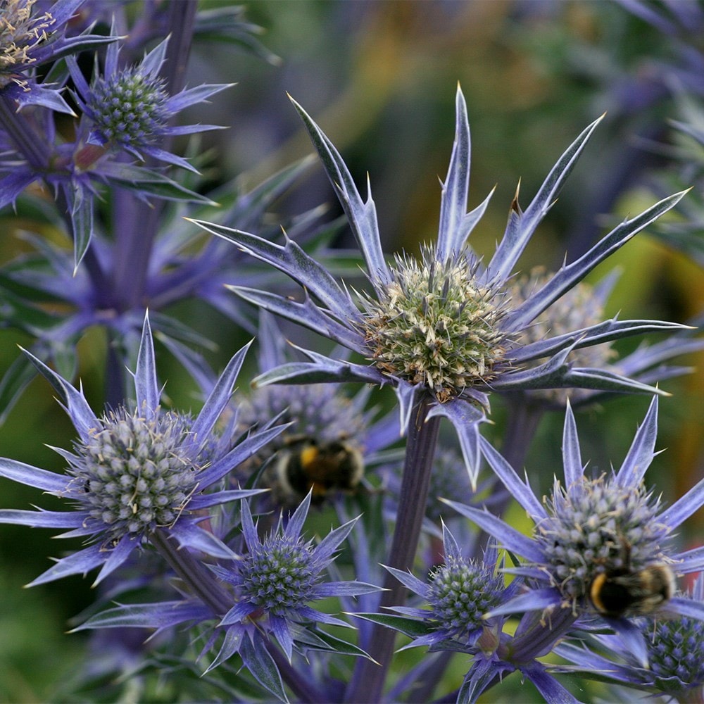 Product options image