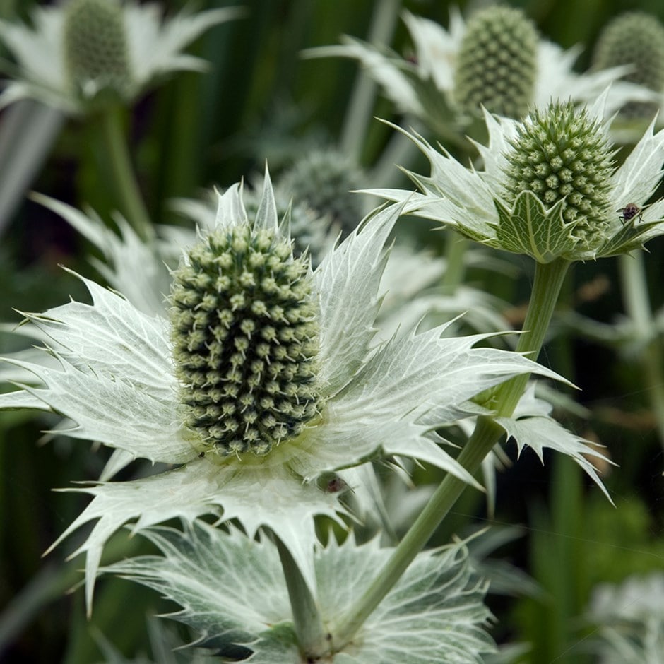 <i>Eryngium giganteum</i> 