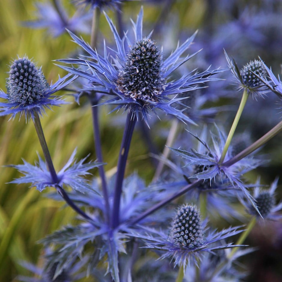 <i>Eryngium</i> × <i>zabelii</i> 'Jos Eijking'