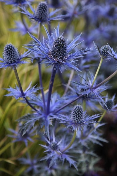 Eryngium × zabelii Jos Eijking