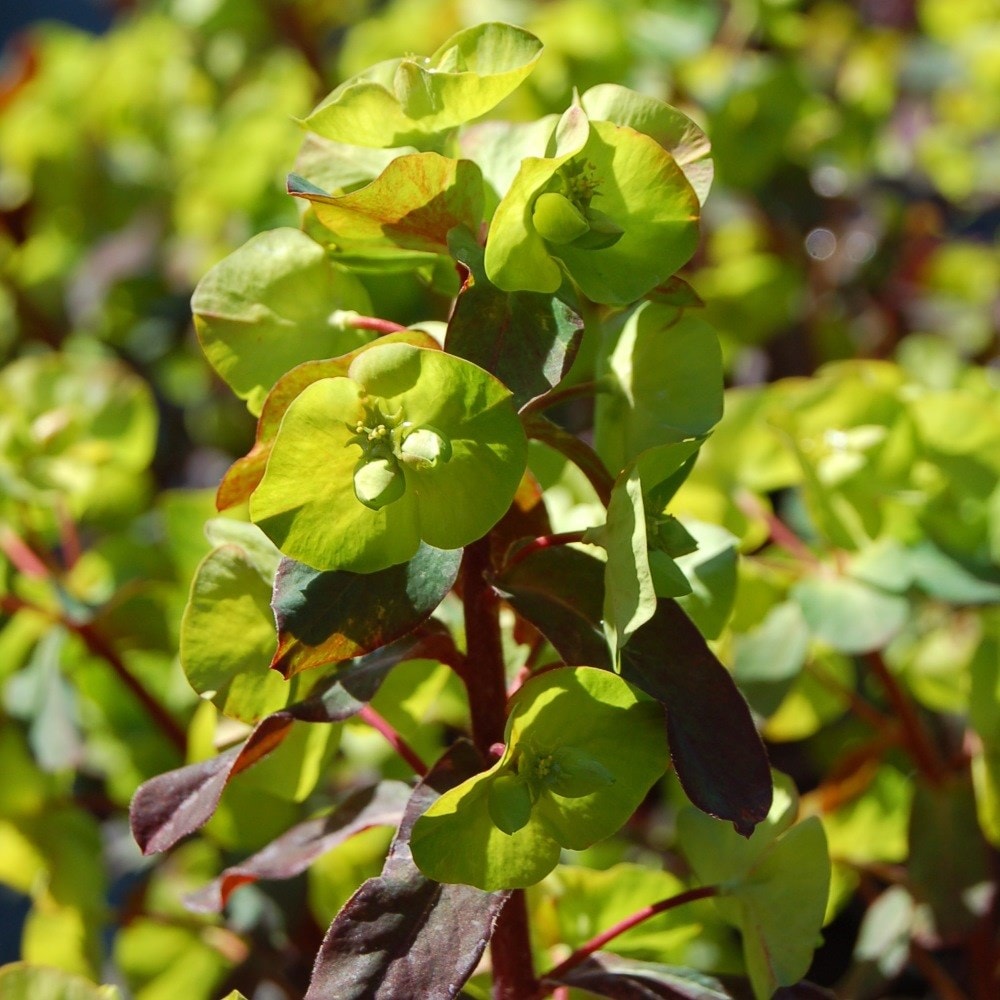 <i>Euphorbia amygdaloides</i> 'Purpurea'