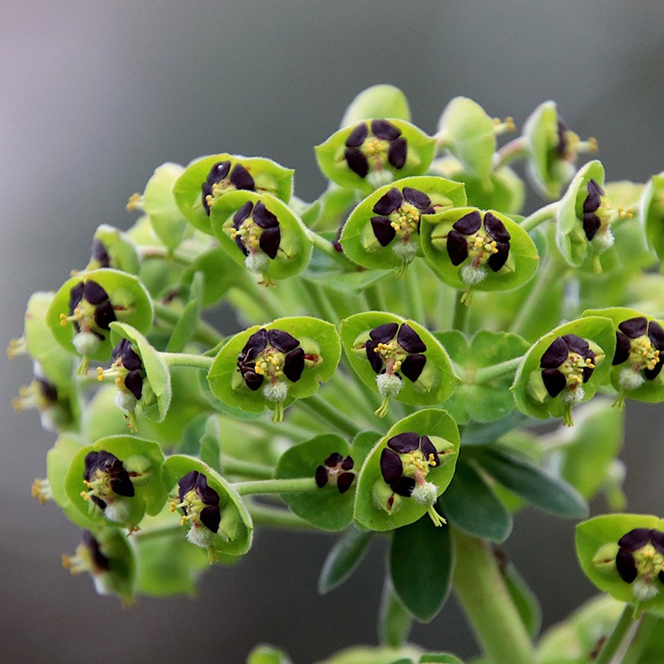 <i>Euphorbia characias</i> 'Black Pearl'