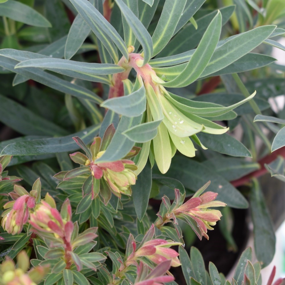 <i>Euphorbia characias</i> 'Black Pearl'