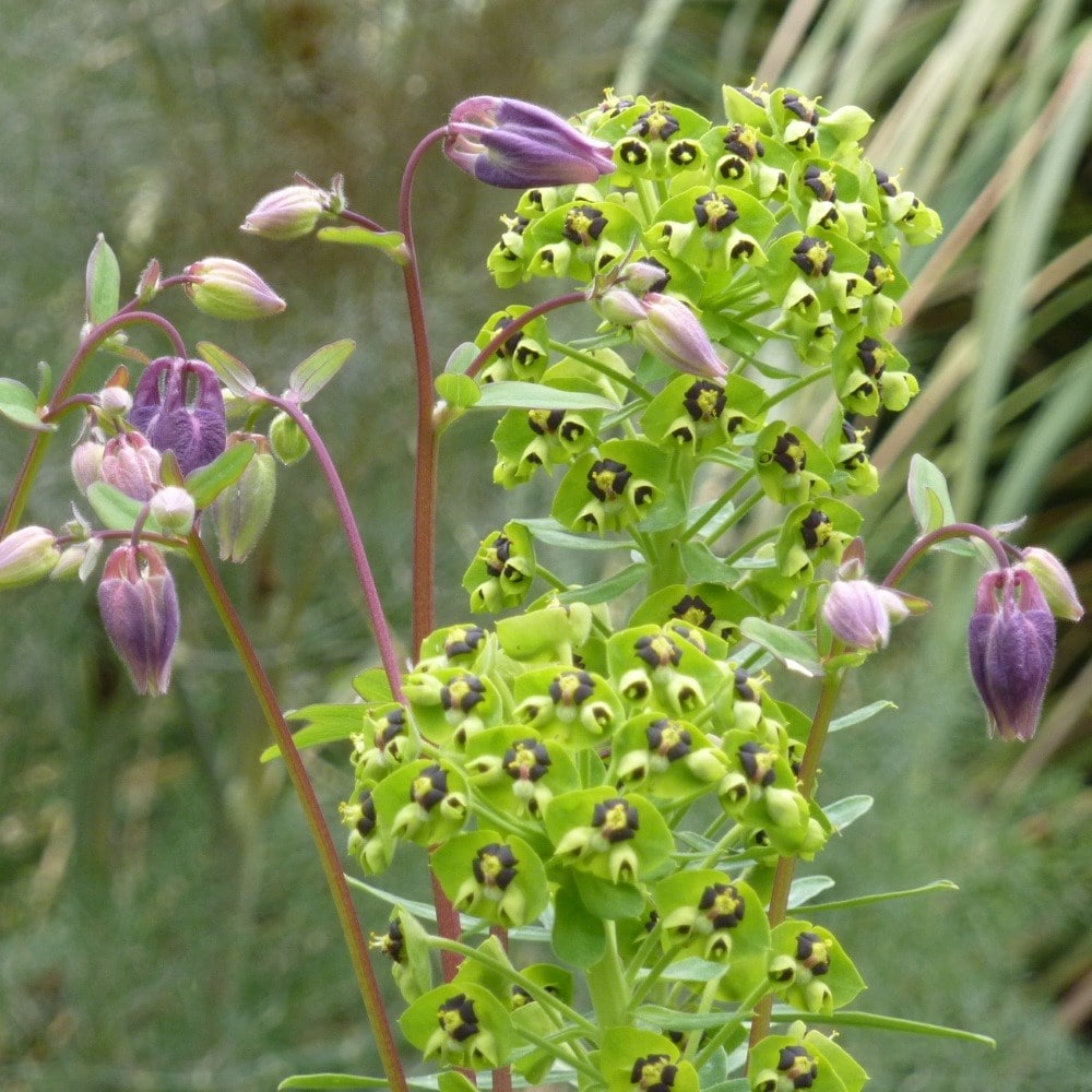 <i>Euphorbia characias</i> 'Black Pearl'
