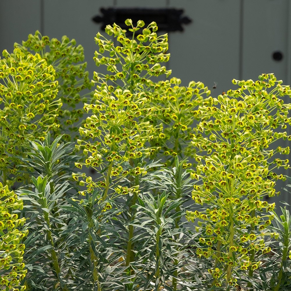 <i>Euphorbia</i> × <i>martini</i>