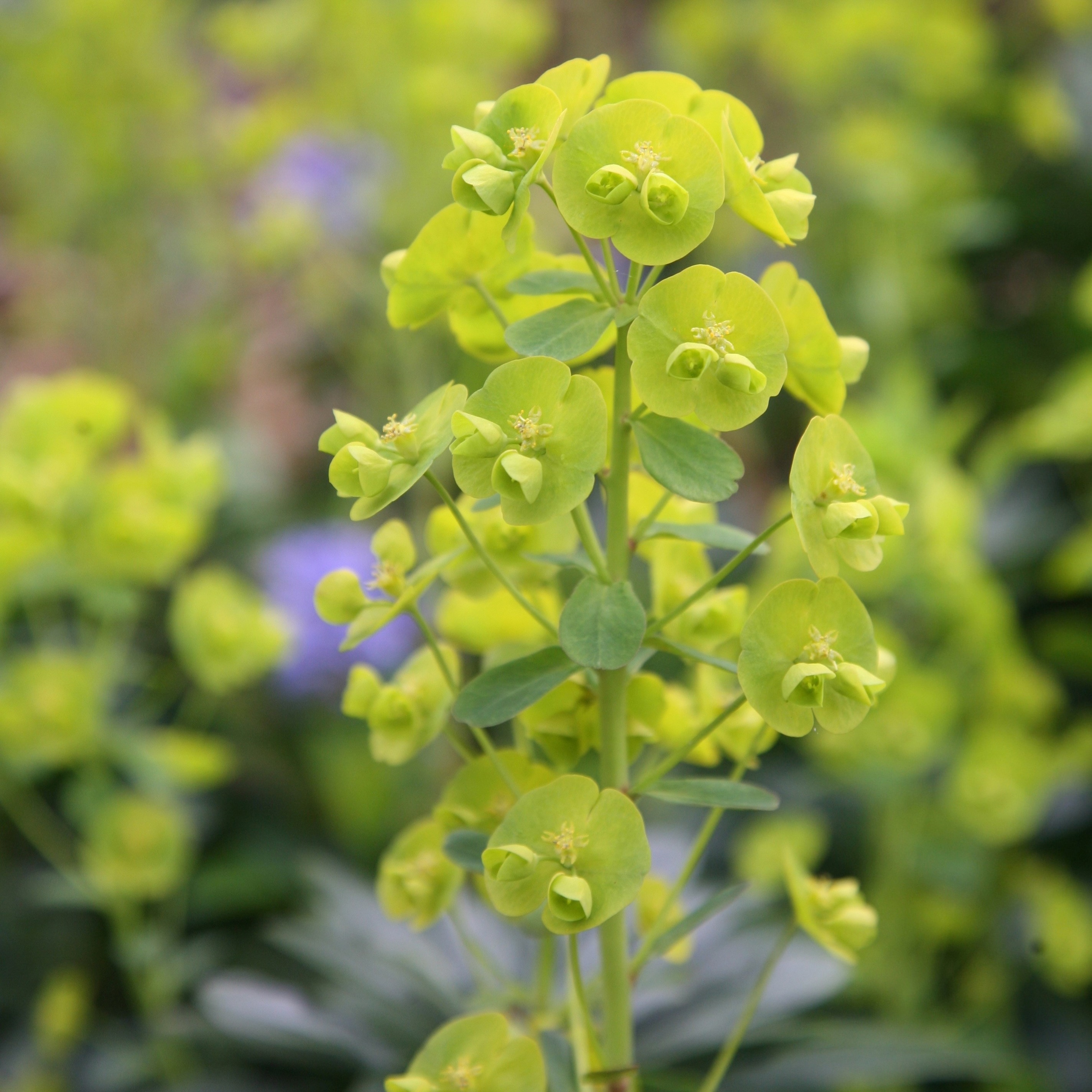 Product options image