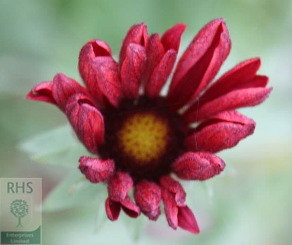Gaillardia × grandiflora Burgunder