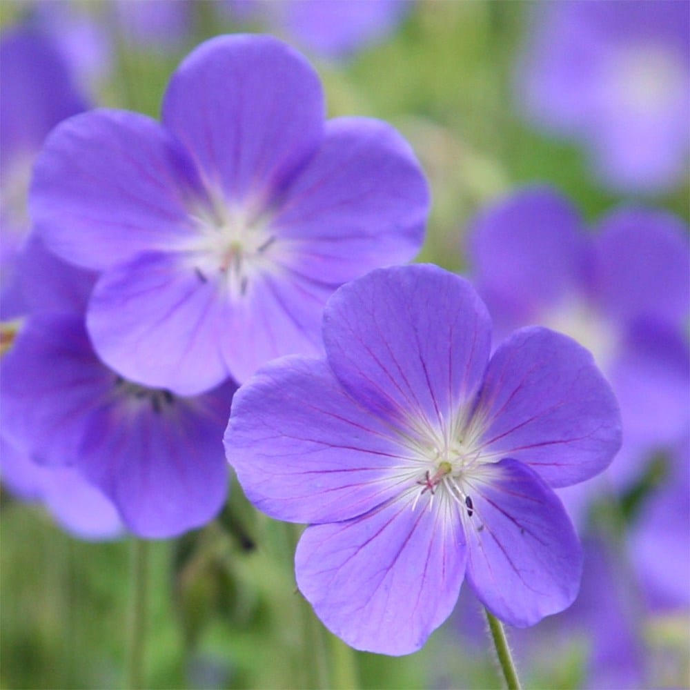 Product options image