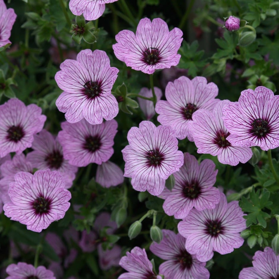 Buy cranesbill Geranium Group) Ballerina: £8.99 Delivery by