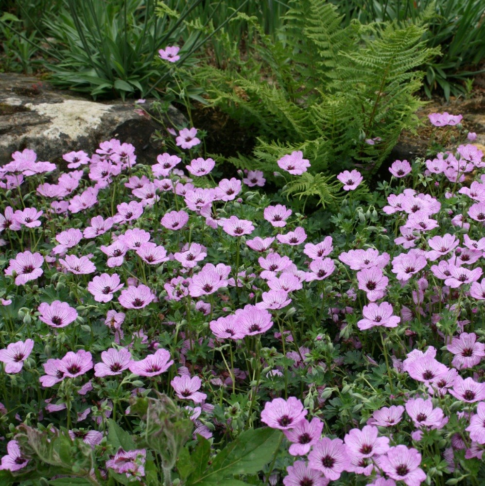 <i>Geranium</i> (Cinereum Group) 'Ballerina'
