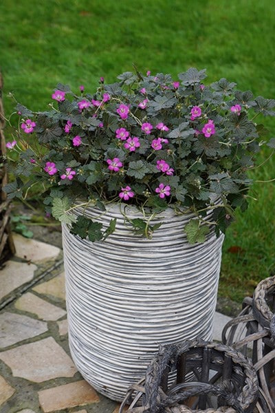 Geranium Orkney Cherry Flowers Bees Perennial Plant 9cm Pot Free DELIVERY
