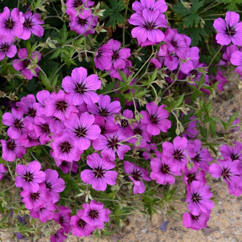<I>Geranium</i> <b class=small-caps>Patricia</b> ('Brempat')