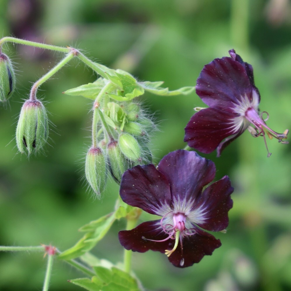 <i>Geranium phaeum</i> var. <i>phaeum</i> 'Samobor'
