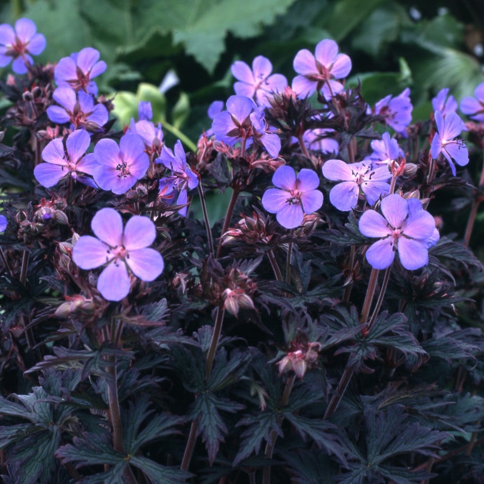cranesbill