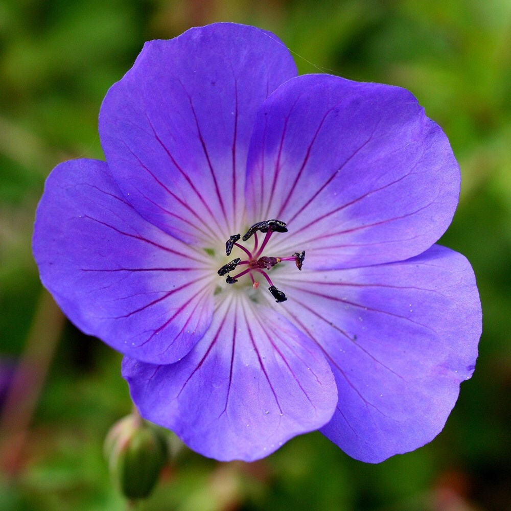 Buy RHS Chelsea Flower Show Plant of the Centenary Geranium Rozanne \u002639;Gerwat\u002639; PBR: \u00a38.99 