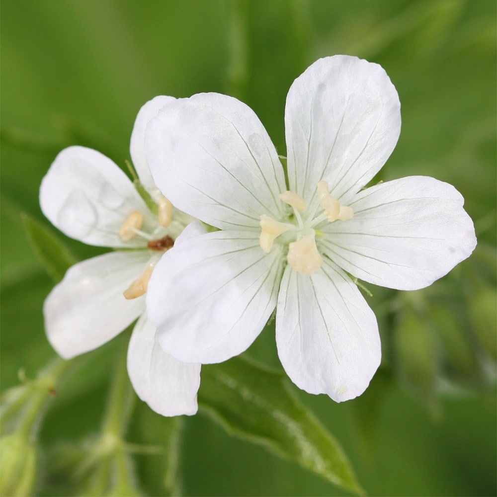 Product options image