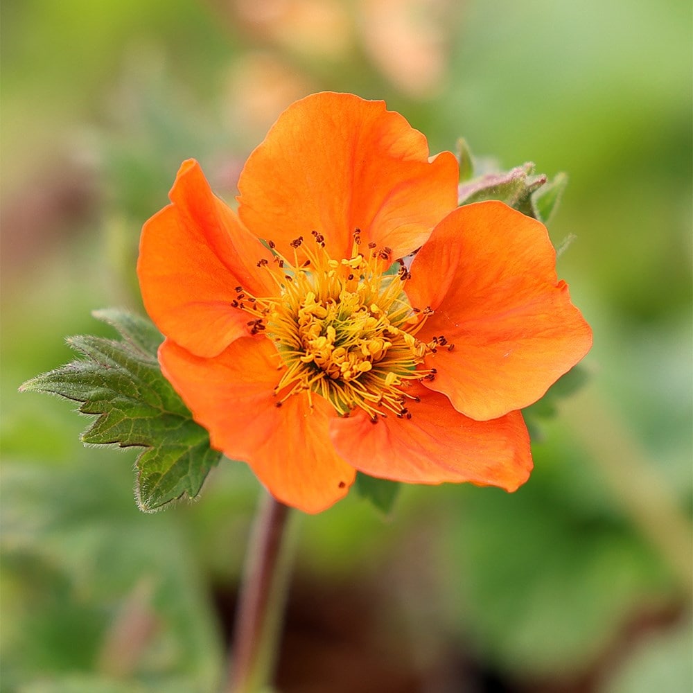 Product options image