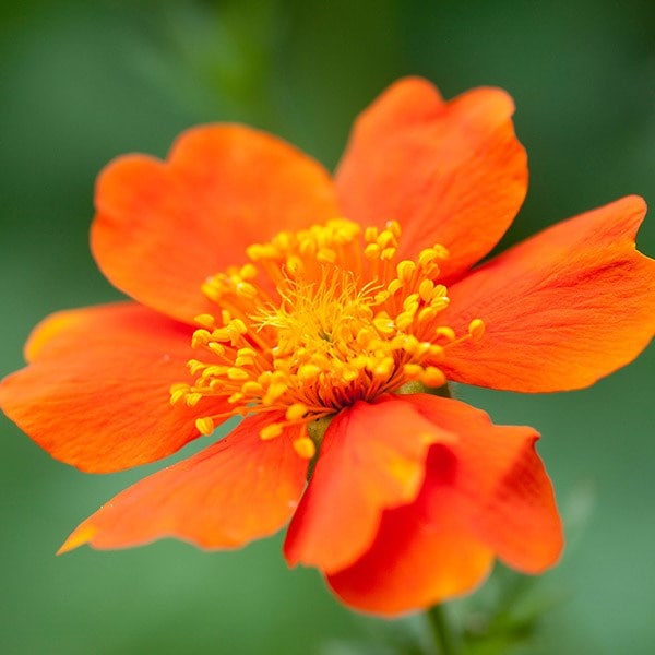 Geum Borisii