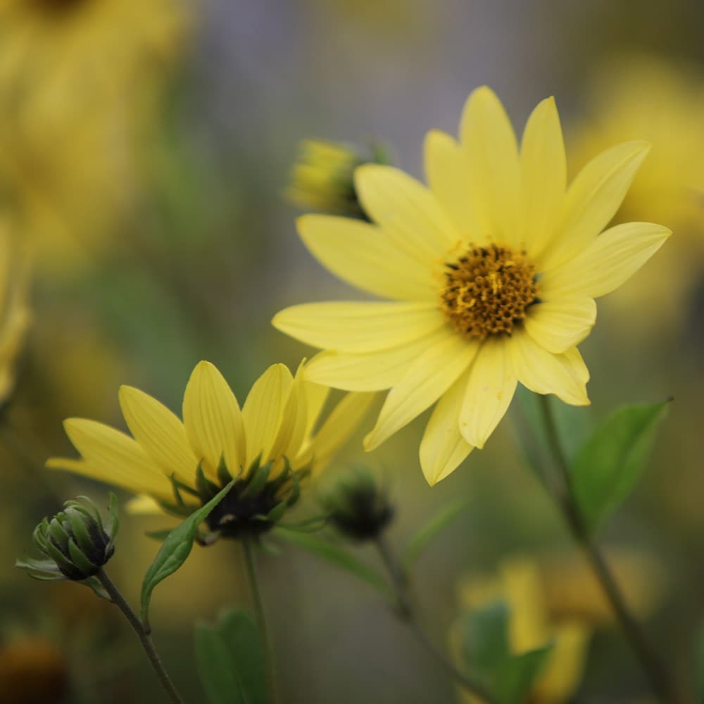 Helianthus lemon store queen