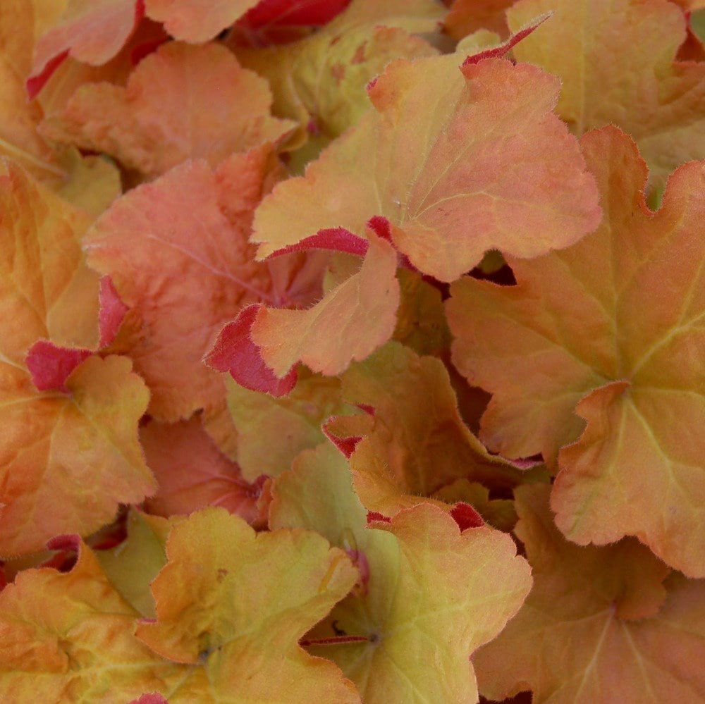 <i>Heuchera</i> 'Caramel' (PBR)