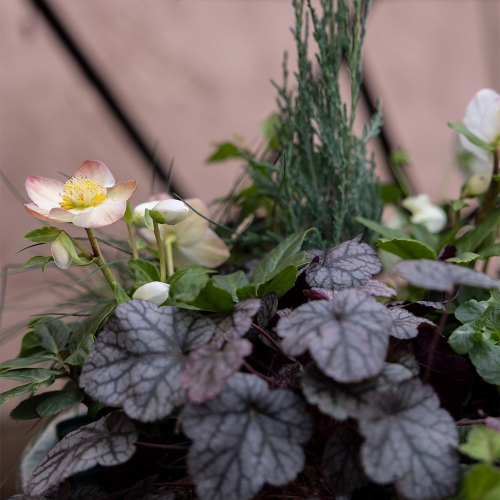 <i>Heuchera</i> 'Silver Scrolls' (PBR)