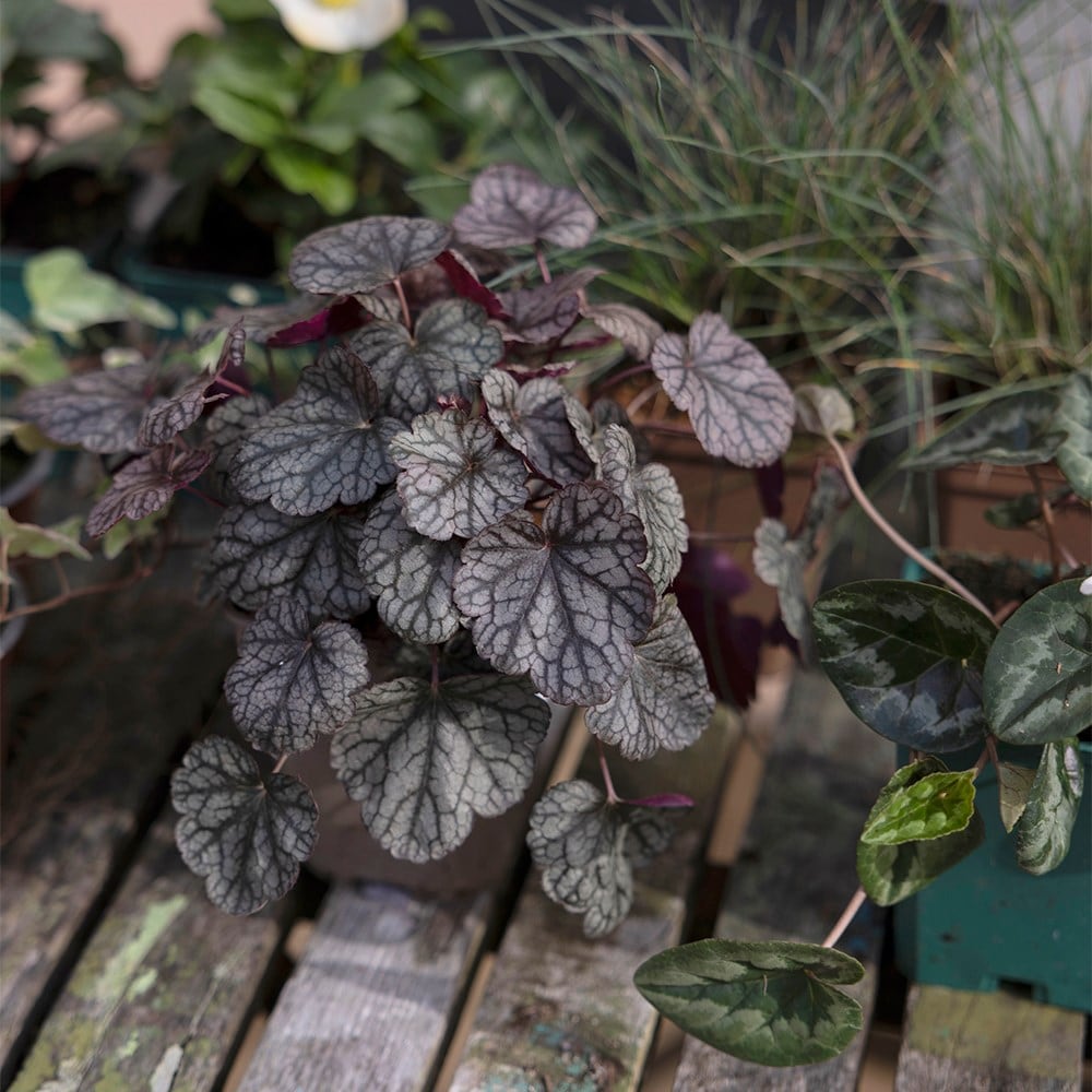 <i>Heuchera</i> 'Silver Scrolls' (PBR)