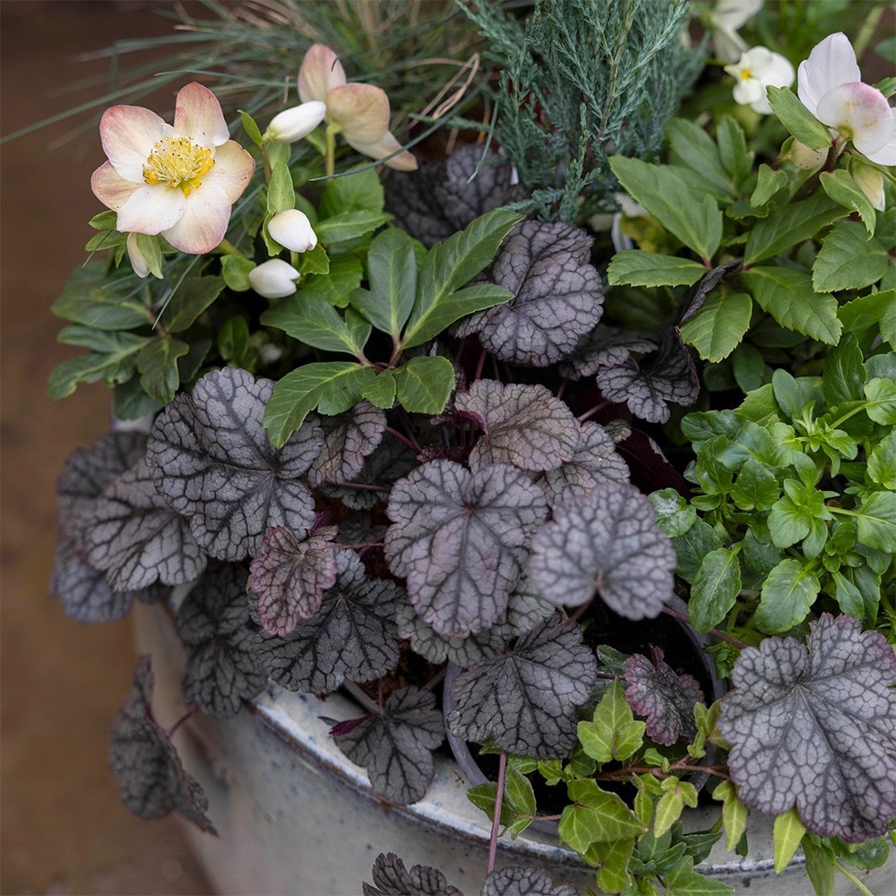 <i>Heuchera</i> 'Silver Scrolls' (PBR)