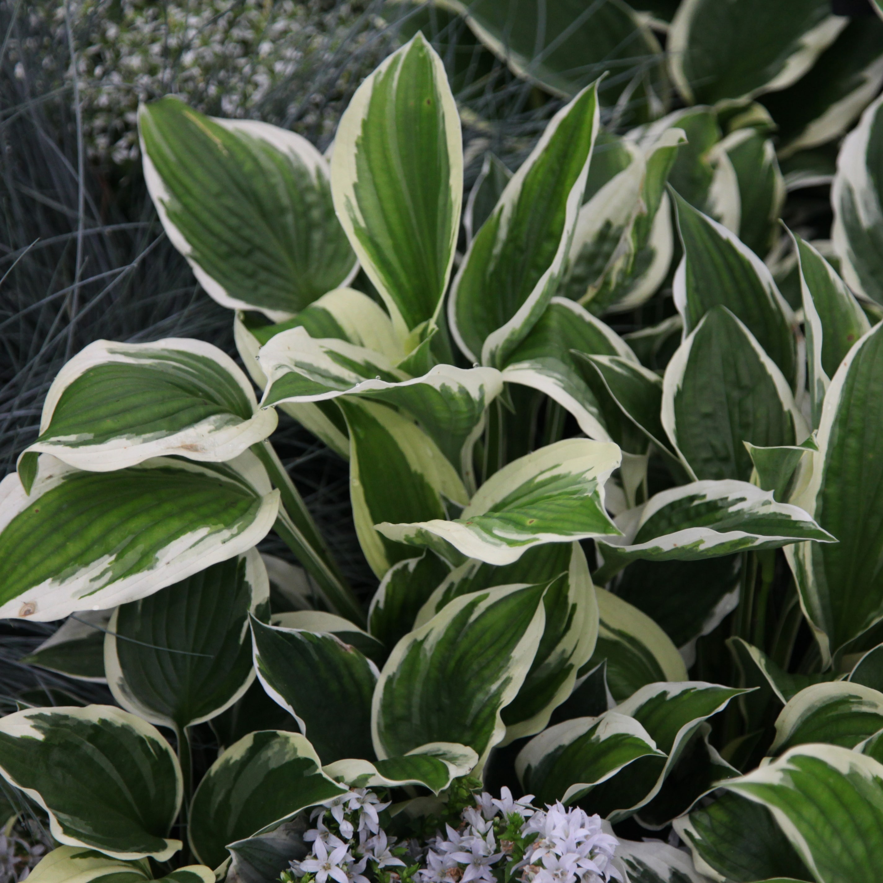 Product options image