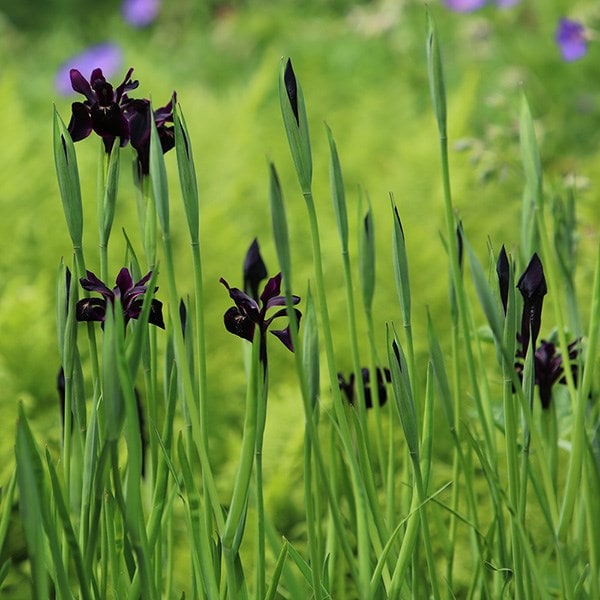 <i>Iris chrysographes</i> 'black-flowered'