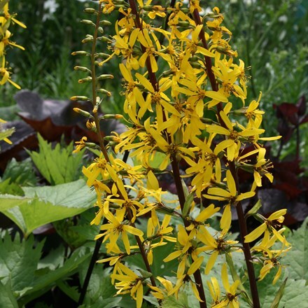 Picture of Ligularia The Rocket
