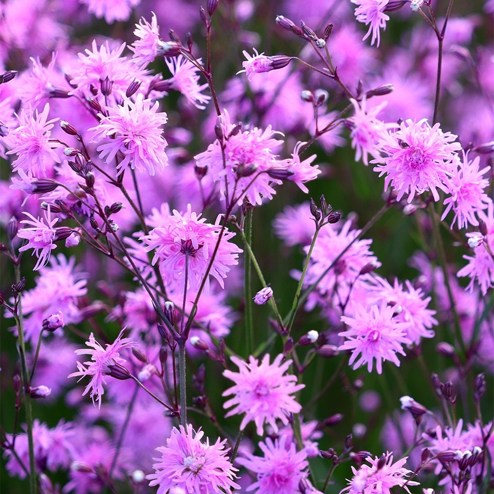 <i>Lychnis flos-cuculi</i> <b class=small-caps>Jenny</b> ('Lychjen')