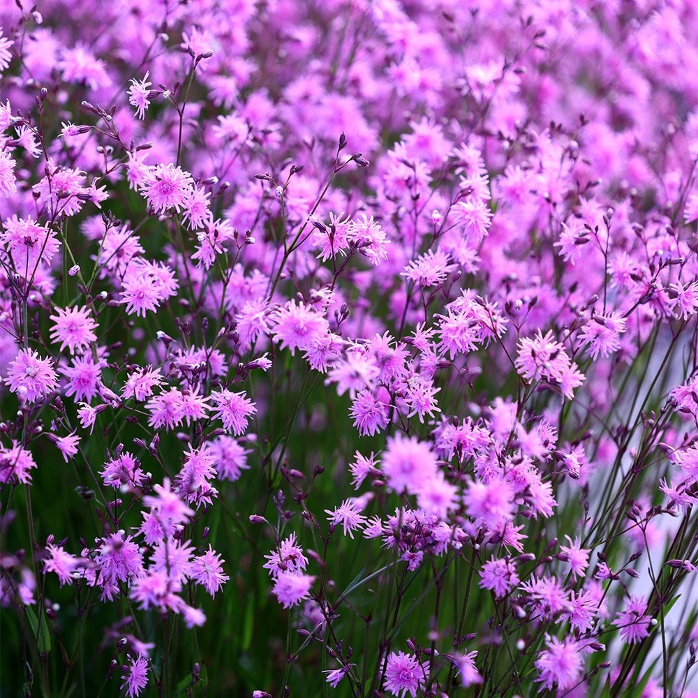 <i>Lychnis flos-cuculi</i> <b class=small-caps>Jenny</b> ('Lychjen')