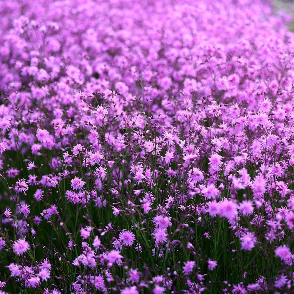 <i>Lychnis flos-cuculi</i> <b class=small-caps>Jenny</b> ('Lychjen')