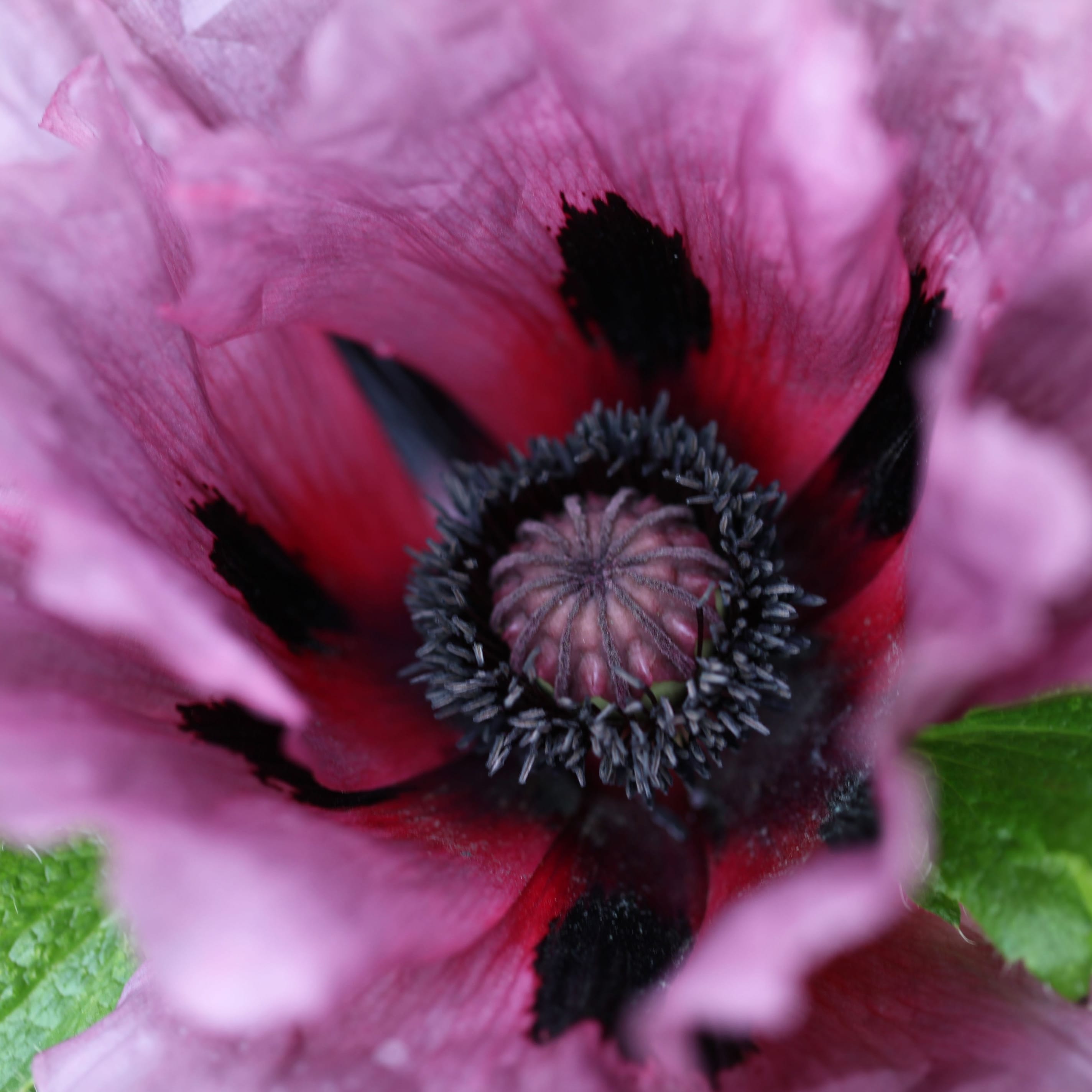 <i>Papaver</i> (Oriental Group) 'Patty's Plum'