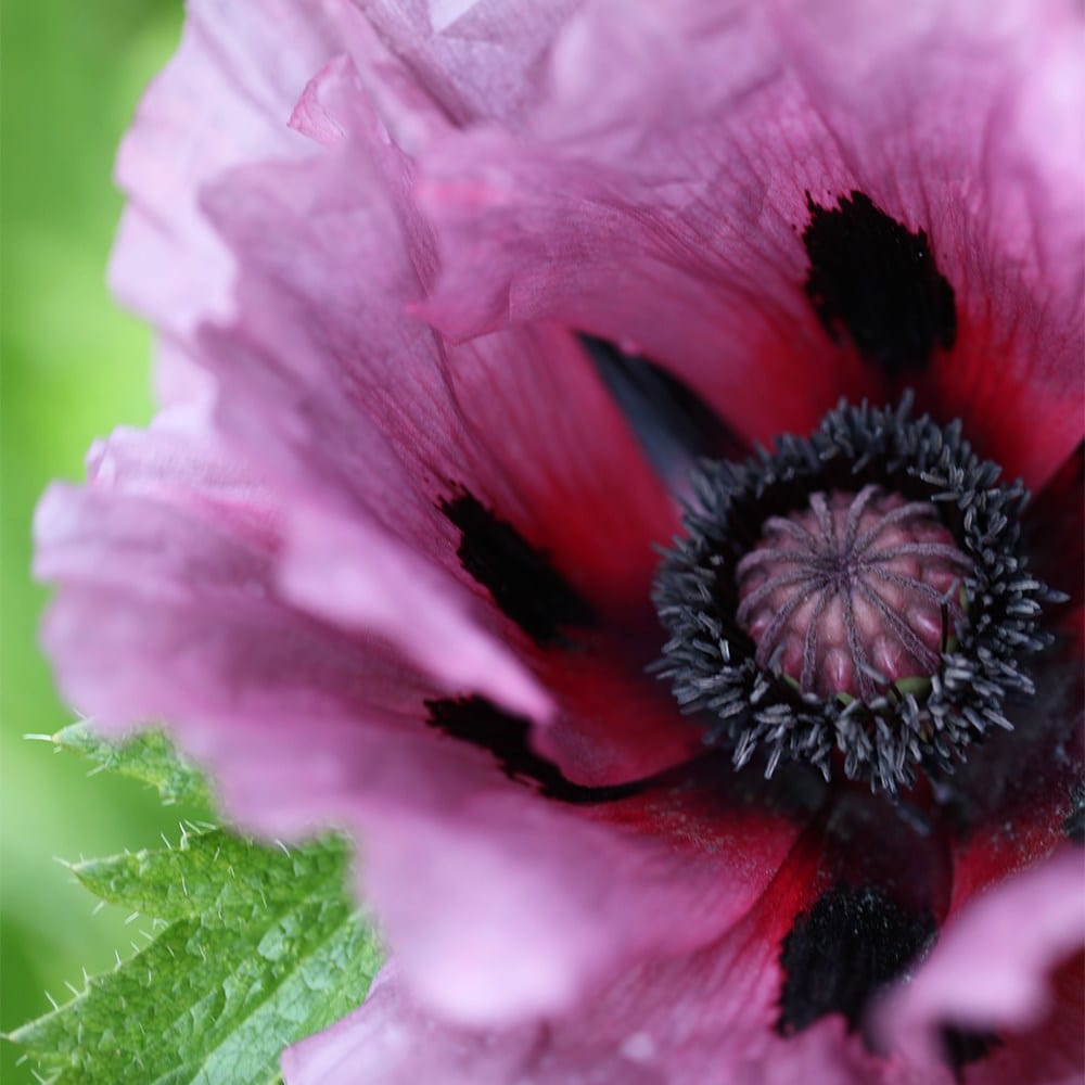 <i>Papaver</i> (Oriental Group) 'Patty's Plum'