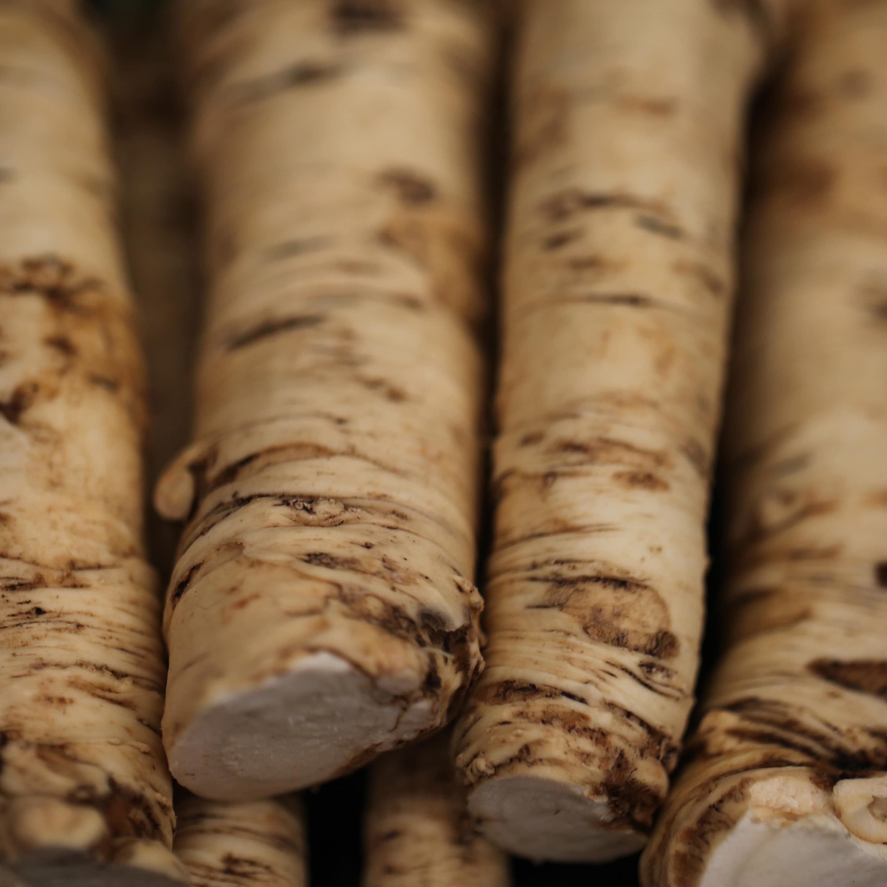 horseradish