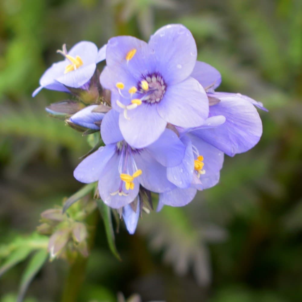 <i>Polemonium yezoense</i> var. <i>hidakanum</i> Bressingham Purple</b> ('Polbress')