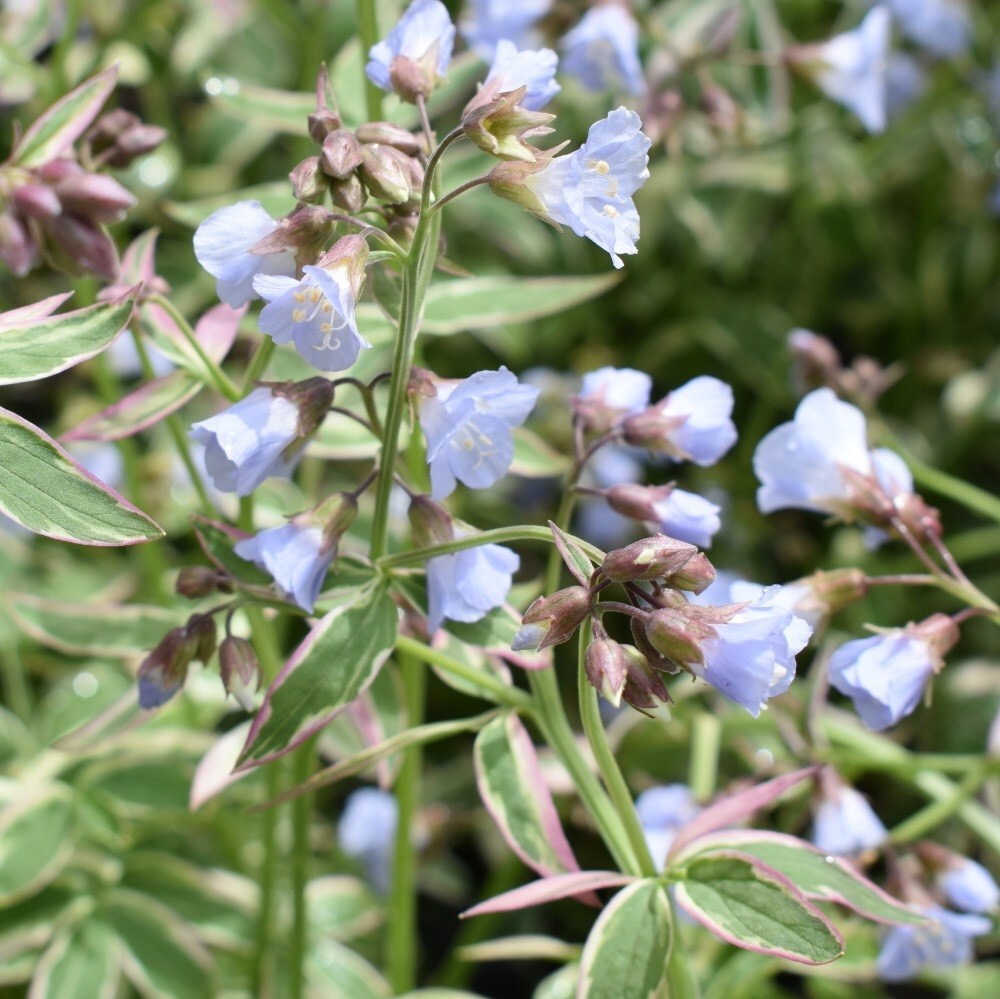 <I>Polemonium reptans</i> 'Stairway to Heaven' (PBR)