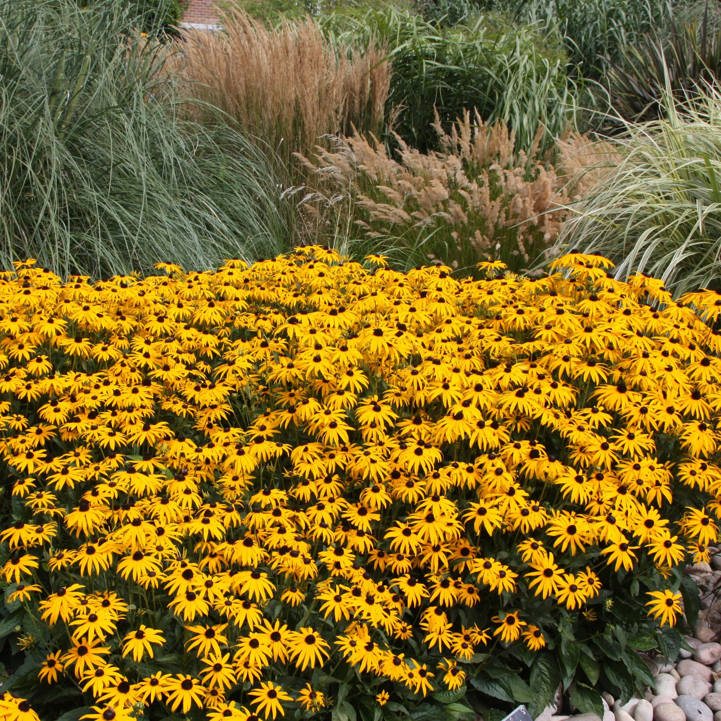 Rudbeckia fulgida var. sullivantii Goldsturm