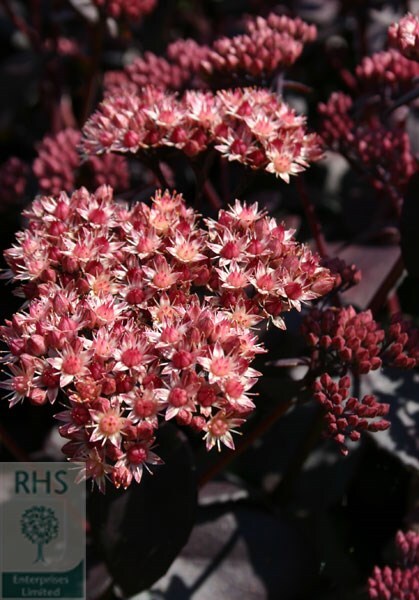 Hylotelephium telephium (Atropurpureum Group) Purple Emperor