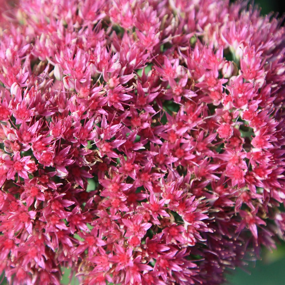 Product options image