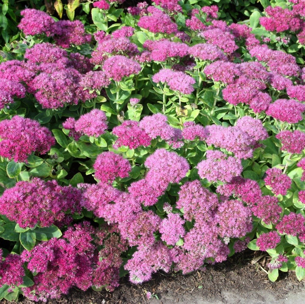 <i>Hylotelephium spectabile</i> (Brilliant Group) 'Brilliant'