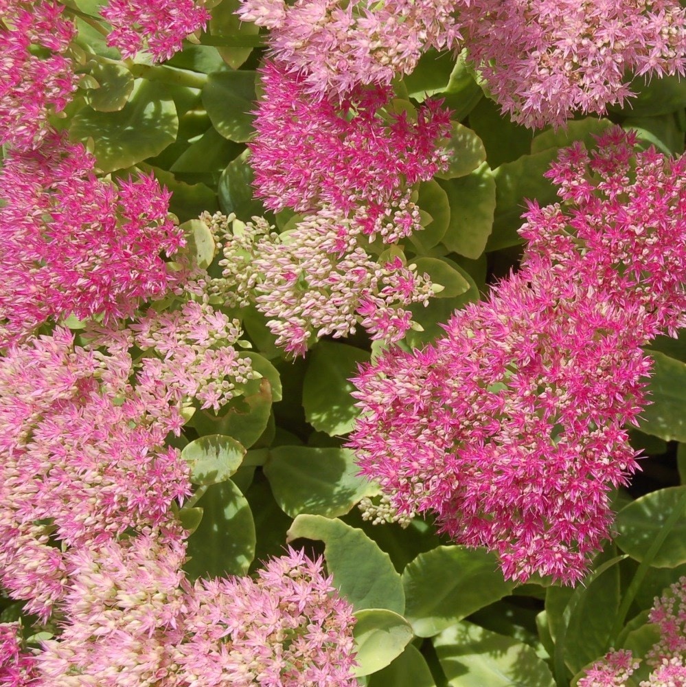 <i>Hylotelephium spectabile</i> (Brilliant Group) 'Brilliant'