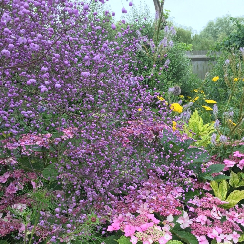 <i>Thalictrum delavayi</i> 