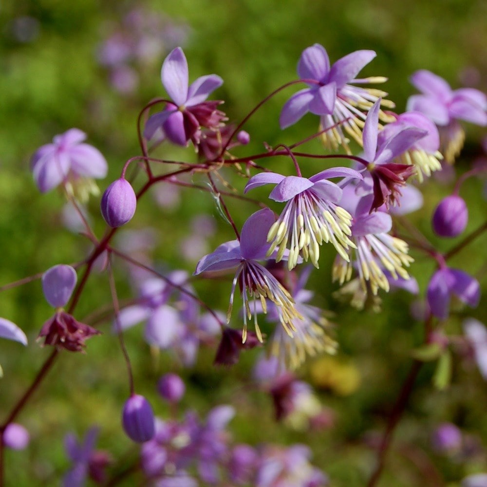 <i>Thalictrum delavayi</i> 