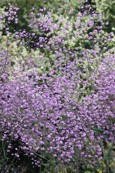 Thalictrum delavayi