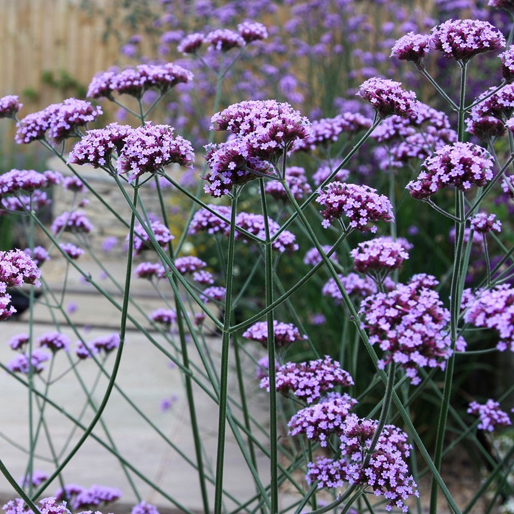 Buy purple top Verbena bonariensis: £2.39 Delivery by Crocus