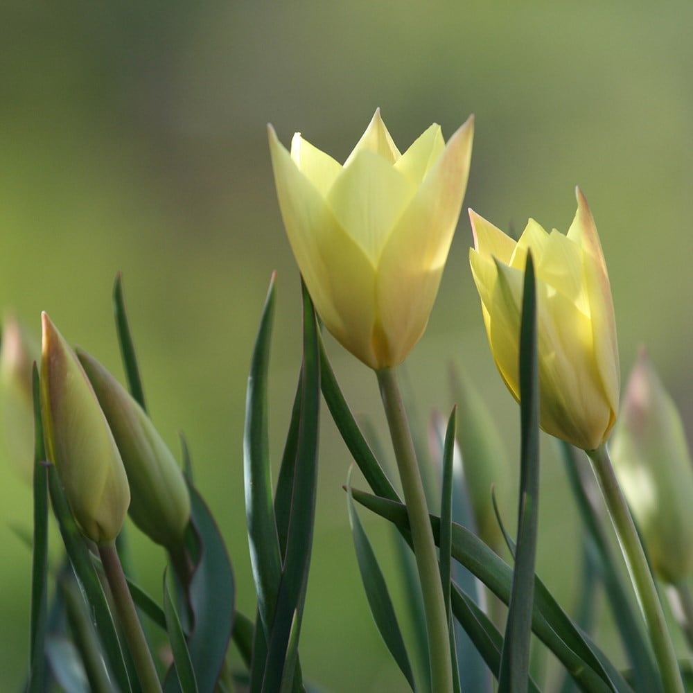 Product options image