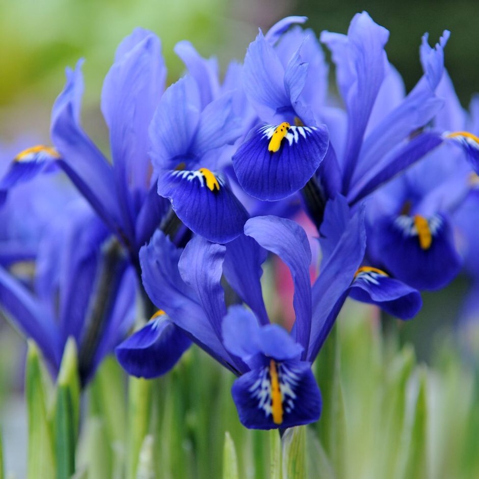 Buy iris Iris Harmony (Reticulata): £6.99 Delivery by Crocus
